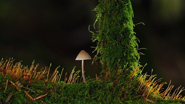 mushroom, coffee