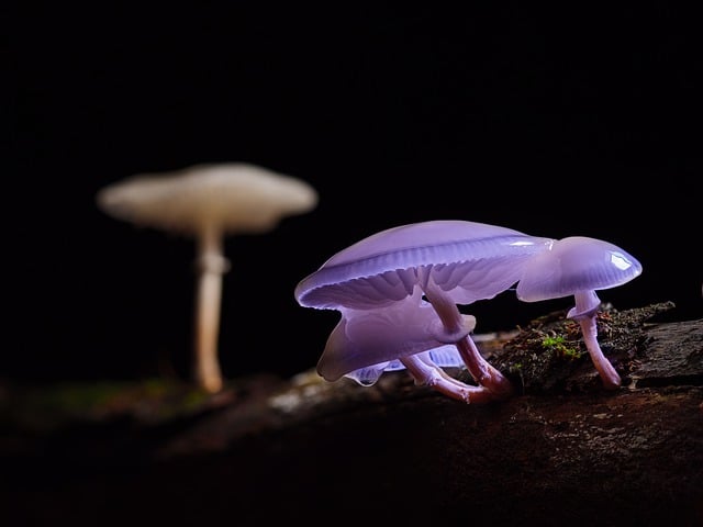 mushroom, coffee