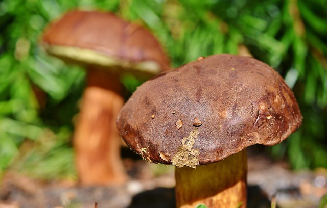 mushroom, coffee