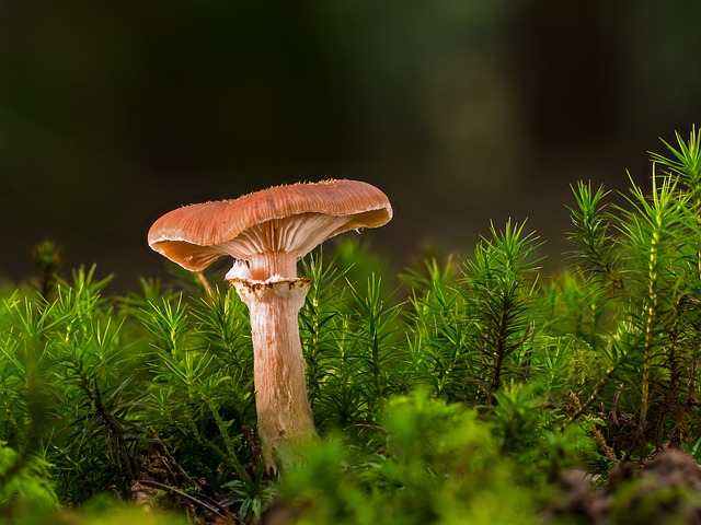 mushroom, coffee