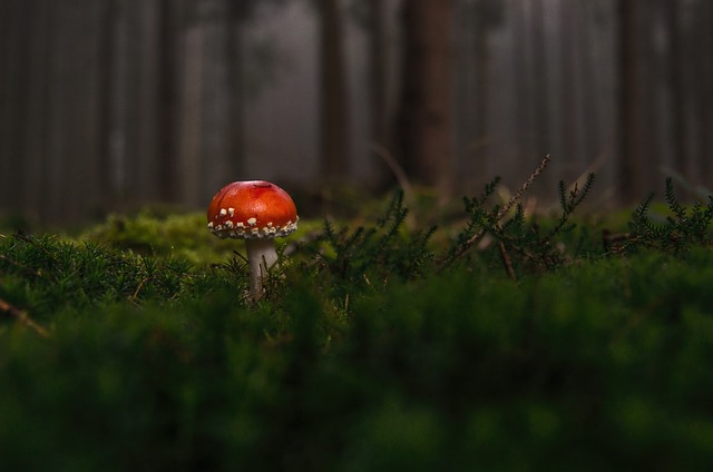 mushroom, coffee