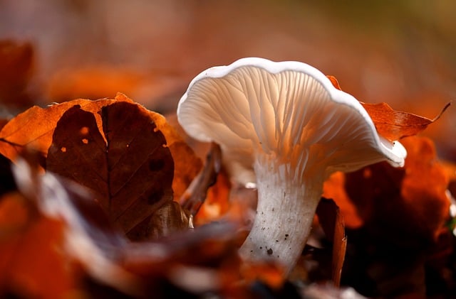 mushroom, coffee