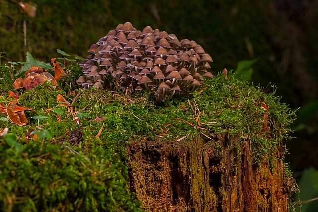 mushroom, coffee