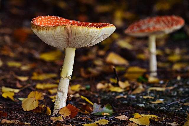 mushroom, coffee