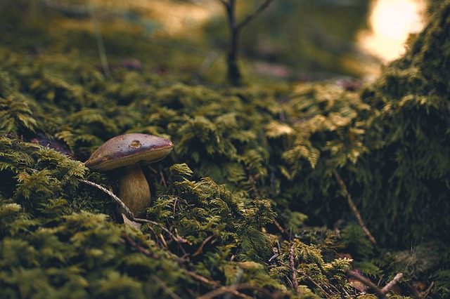 mushroom, coffee