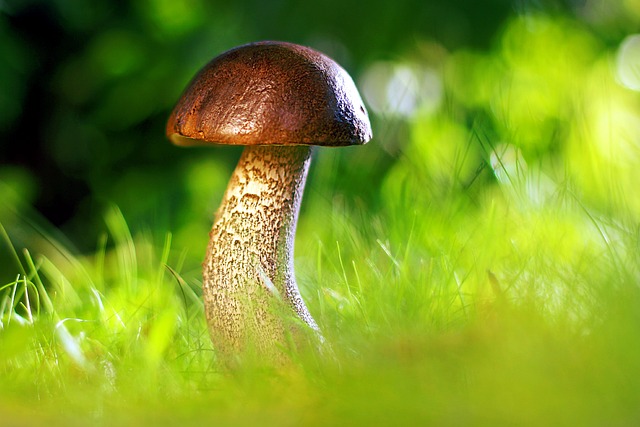 mushroom, coffee