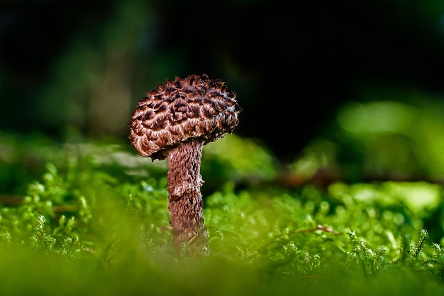 mushroom, coffee