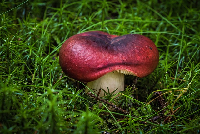 mushroom, coffee