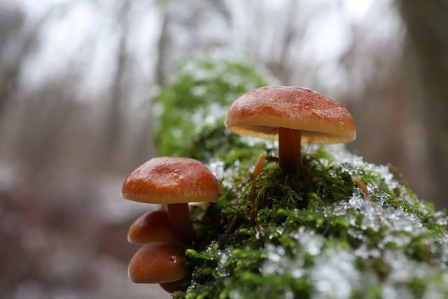 mushroom, coffee