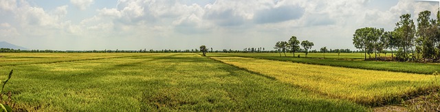 delta 9
