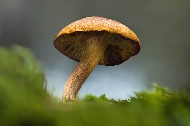 mushroom coffee