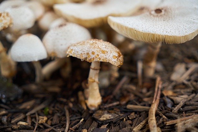 mushroom-coffee-640x480-18676287.jpeg