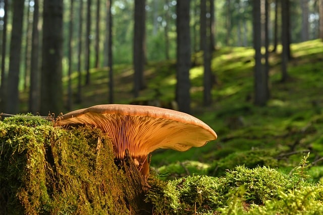 mushroom coffee