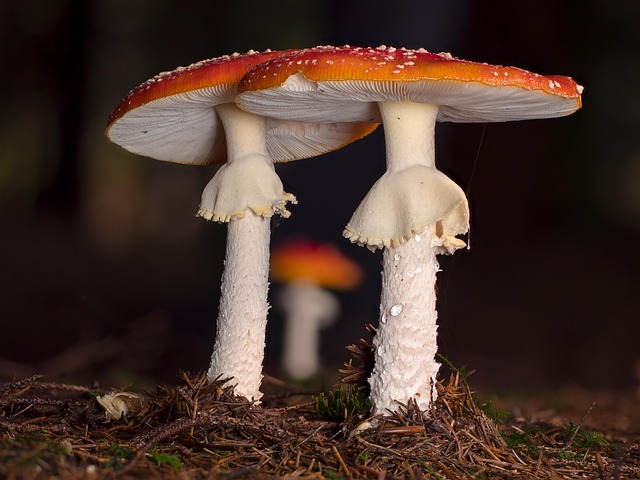 mushroom coffee