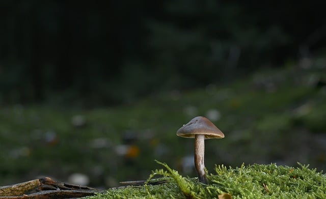 mushroom coffee