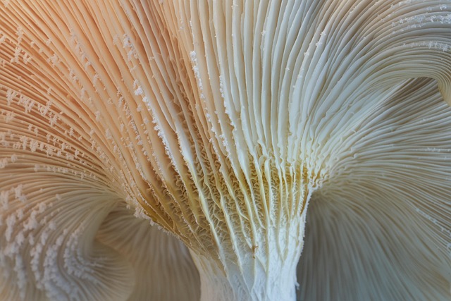 mushroom coffee