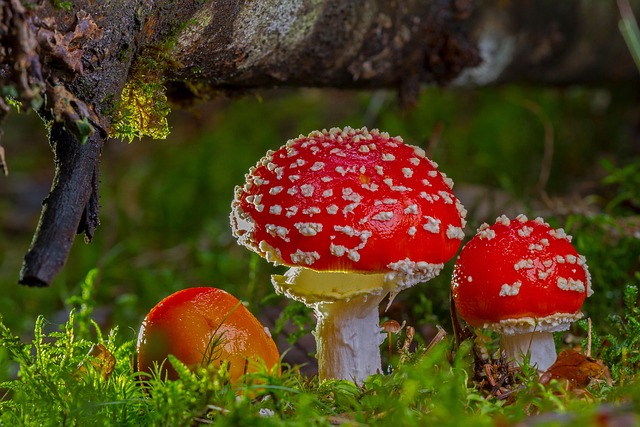 mushroom coffee