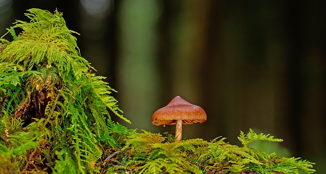 mushroom coffee