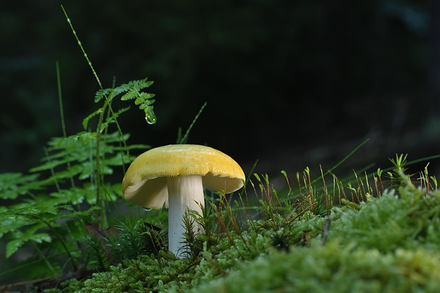 mushroom-coffee-640x480-35017309.jpeg