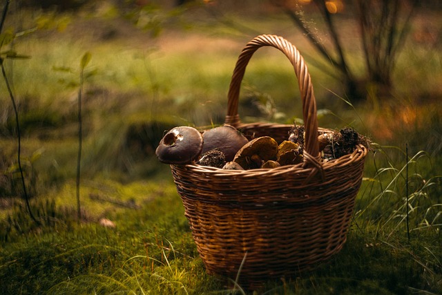 mushroom coffee