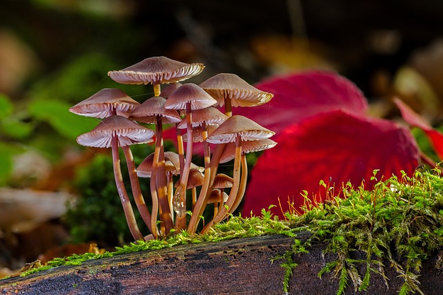 mushroom coffee