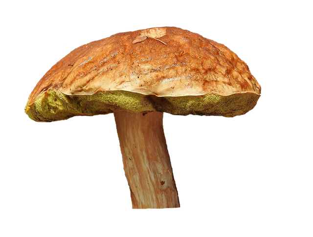 mushroom-coffee-640x480-43343144.png