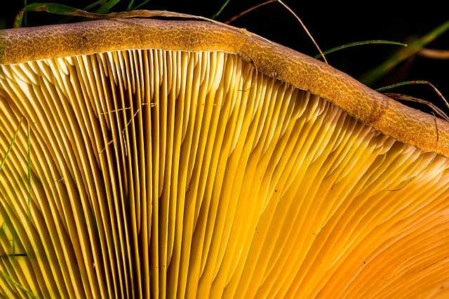 mushroom coffee