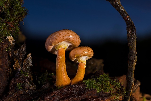 mushroom-coffee-640x480-4805487.jpeg