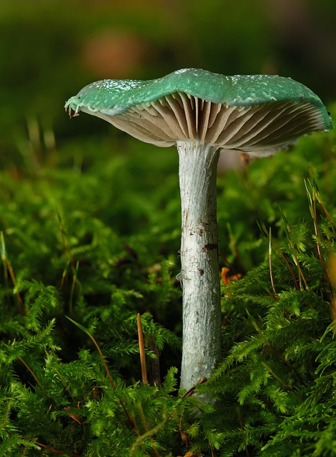 mushroom coffee