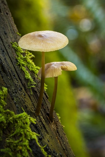 mushroom coffee