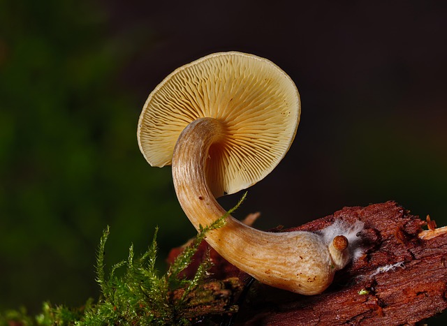 mushroom-coffee-640x480-56241978.jpeg