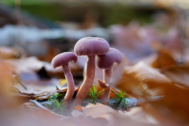 mushroom coffee