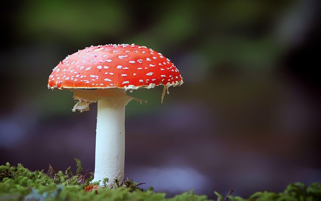 mushroom coffee