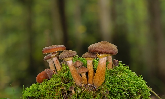 mushroom coffee