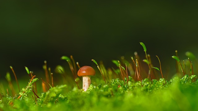 mushroom coffee