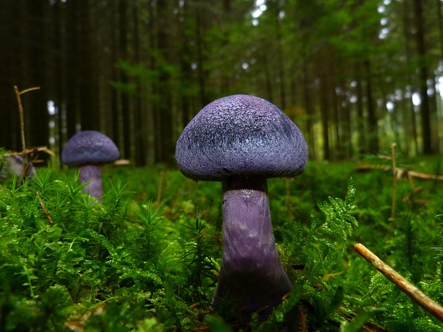 mushroom coffee