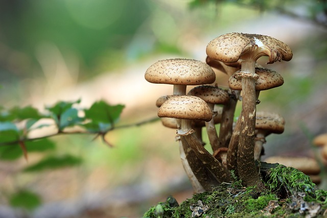 mushroom coffee