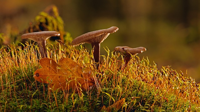 mushroom coffee