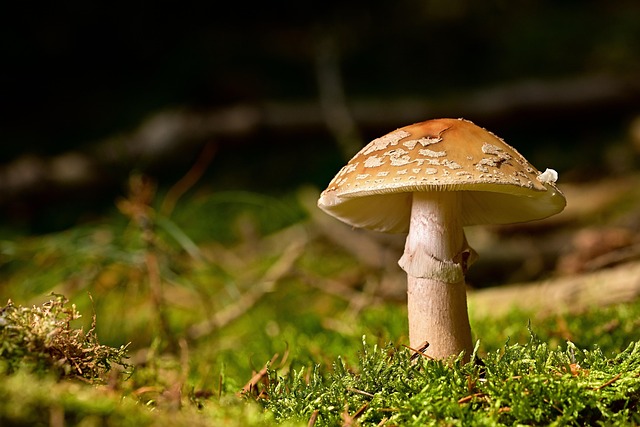mushroom coffee