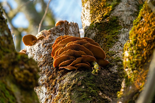 mushroom coffee