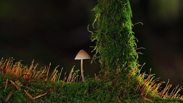 mushroom-coffee-640x480-88451363.jpeg