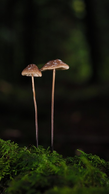mushroom-coffee-640x480-89410103.jpeg