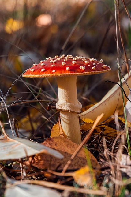 mushroom coffee