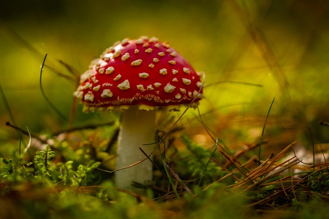 mushroom coffee