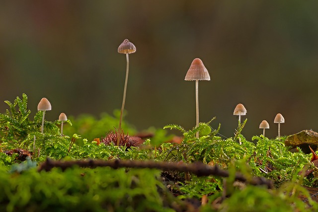 mushroom-coffee-640x480-99058458.jpeg