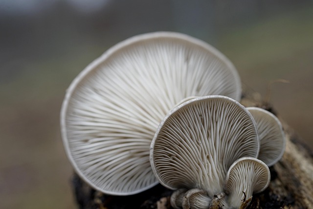 mushroom-coffee-640x480-99963240.jpeg