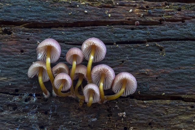 mushroom-gummies-640x480-10470172.jpeg