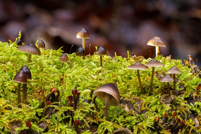 mushroom-gummies-640x480-11011512.jpeg