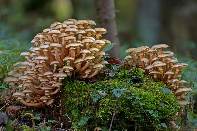 mushroom-gummies-640x480-60018854.jpeg