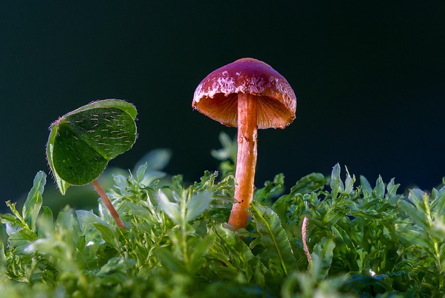 mushroom gummies
